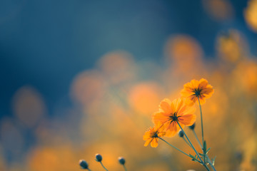 家庭养花入门知识大全