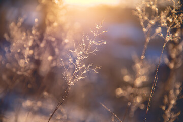 家庭养花入门知识大全